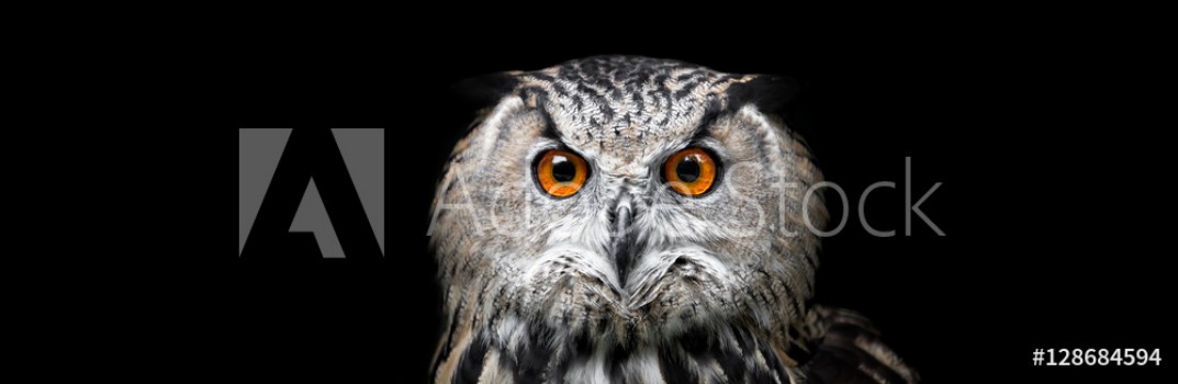 Picture of Portrait of a Beautiful Owl Owl on black background